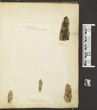 Pezizella vulgaris image