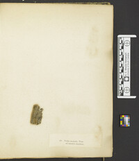 Peziza anomala image