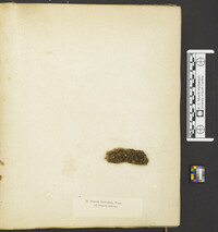 Rectipilus fasciculatus image