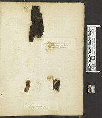 Hypoxylon investiens image