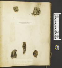 Hypoxylon jecorinum image