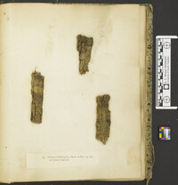 Diatrype subferruginea image