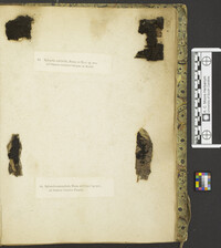 Nitschkia confertula image