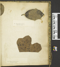 Guignardia philoprina image