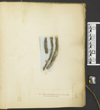 Stilbum leucocephalum image