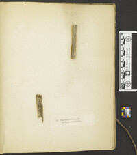 Dacrymyces stillatus image