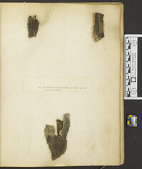 Sporidesmium stygium image