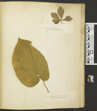Puccinia saniculae image