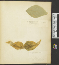 Aecidium hydnoideum image