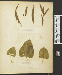 Uredo polygonorum image