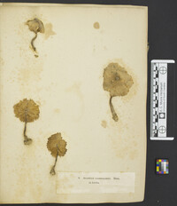 Lepiota clypeolaria image
