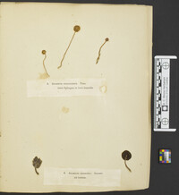 Galerina sphagnorum image