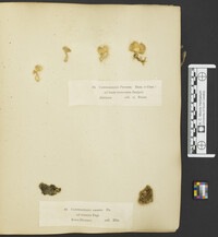 Plicaturopsis crispa image