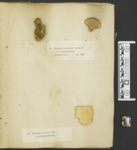 Sidera vulgaris image