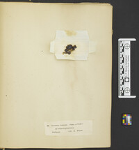 Guepinia elegans image