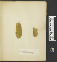 Hymenochaete epichlora image