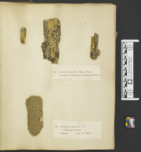 Corticium simulans image