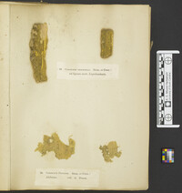 Phanerochaete sanguinea image