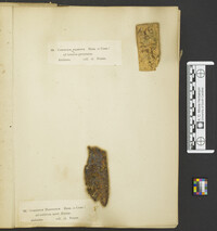 Phlebia coccineofulva image