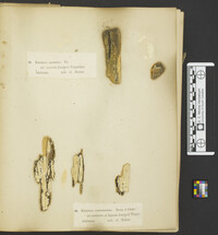Hyphoderma setigerum image