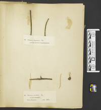 Typhula setipes image