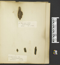 Chlorosplenium chlora image