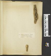 Ascobolus conglomeratus image
