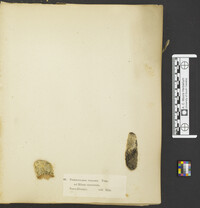 Nectria cinnabarina image