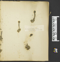 Elaphocordyceps capitata image
