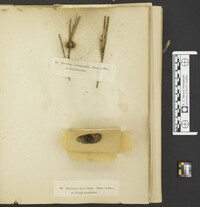 Echinodothis tuberiformis image