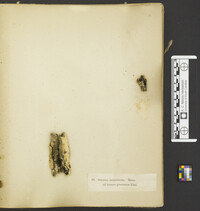 Chaetosphaerella phaeostroma image