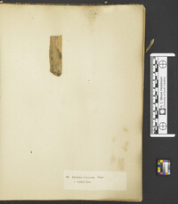 Gibberella pulicaris image