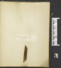 Eriosphaeria vermicularia image