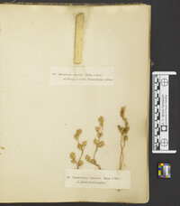 Vermicularia velutina image