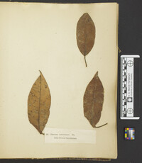 Discosia artocreas image