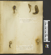 Rhopalogaster transversarius image