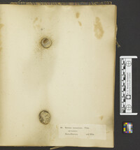 Bovista nigrescens image