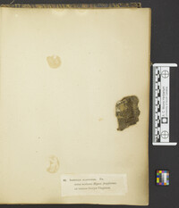 Institale acariforme image