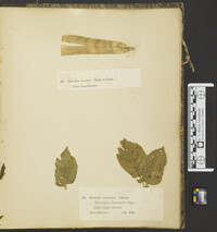 Botrytis pallida image