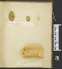 Aecidium compositarum image