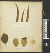 Uredo castagnei image