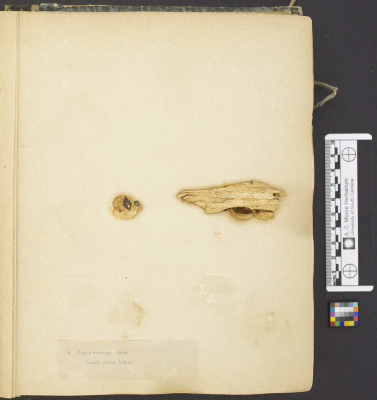 Panus foetens image