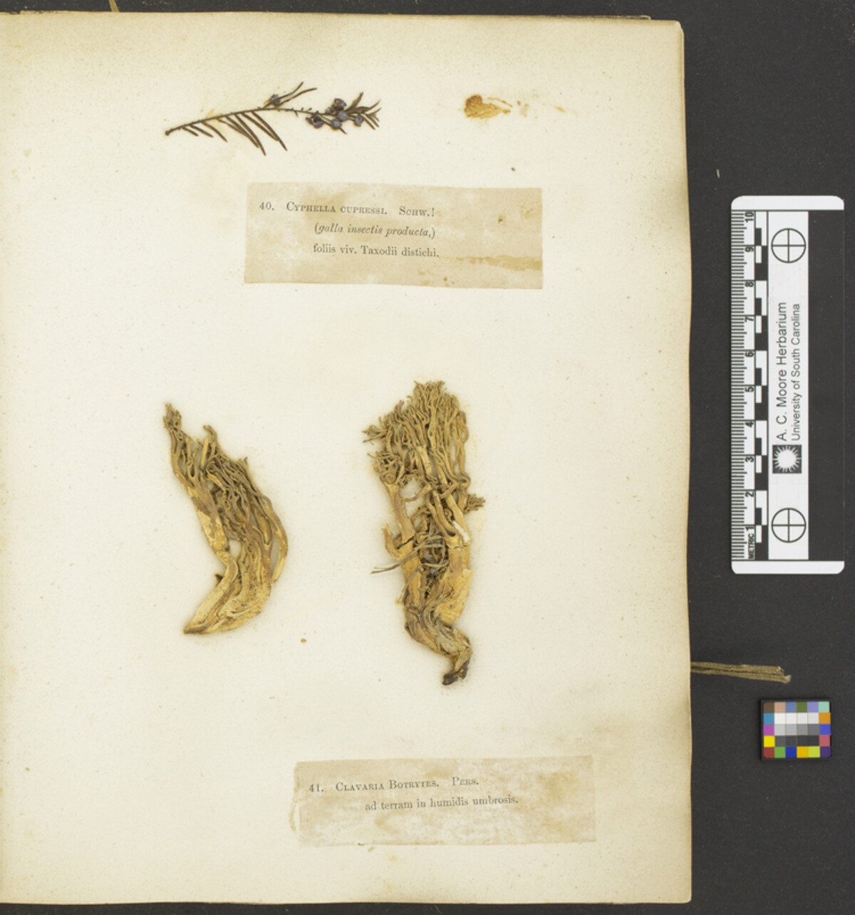 Cyphella cupressi image