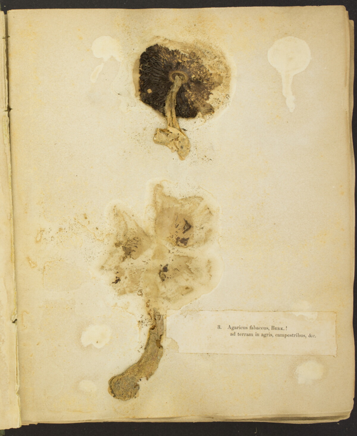 Agaricus fabaceus image