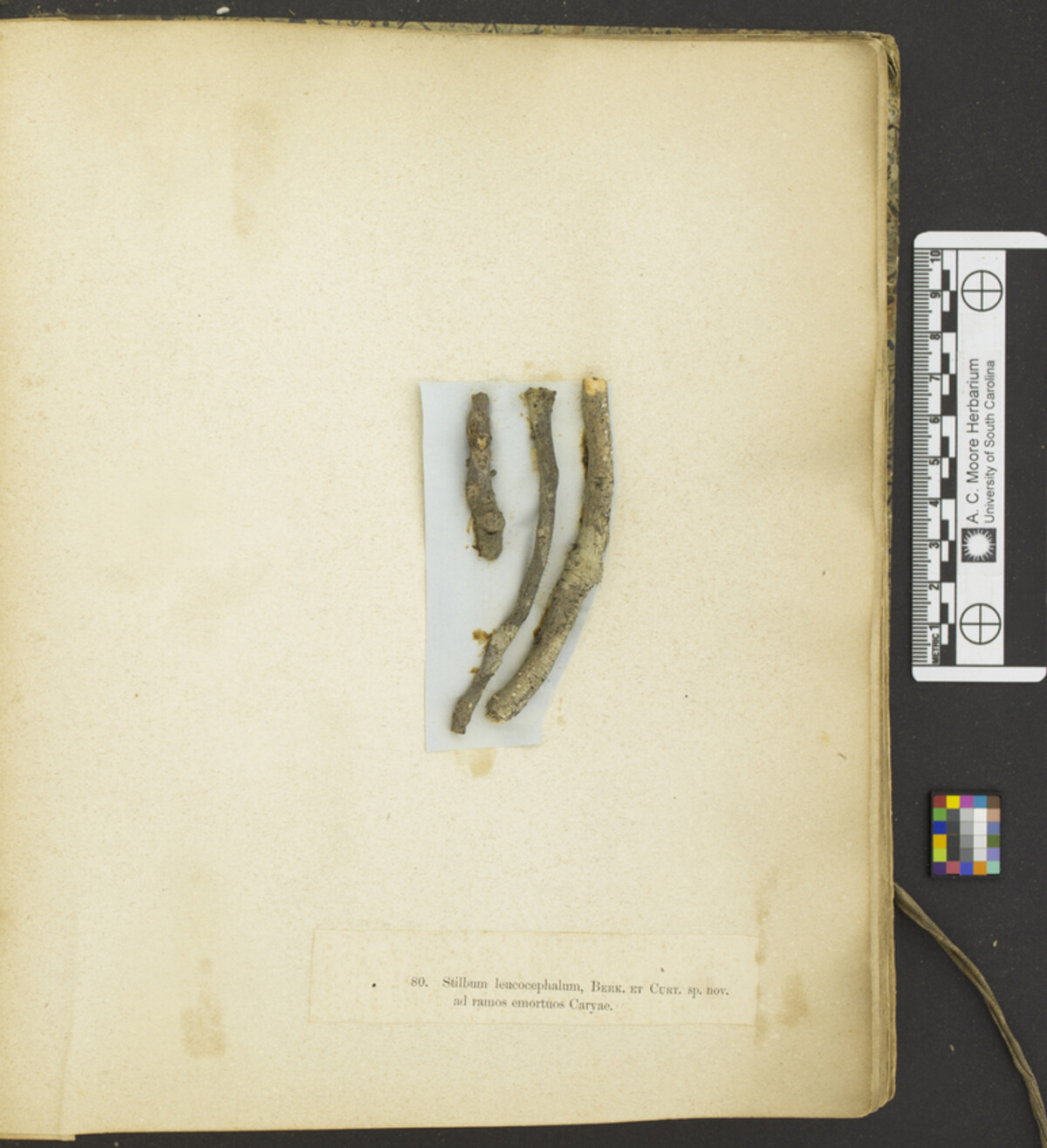 Stilbum leucocephalum image
