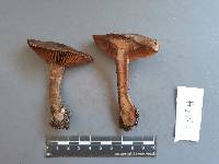 Cortinarius brunneus image