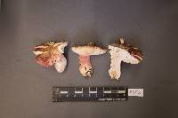 Russula queletii image