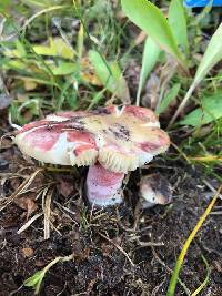 Russula queletii image