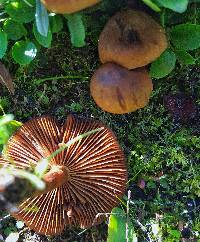 Cortinarius croceus image