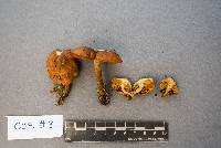 Cortinarius croceus image